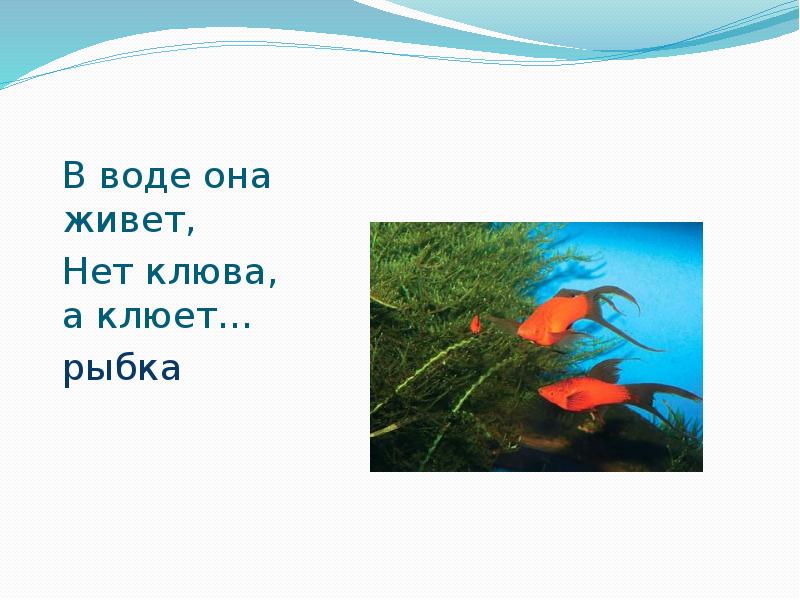 В воде живёт нет клюва а клюёт. Загадка в воде живет нет клюва. Загадка в воде живет нет клюва. Загадка в воде она живёт нет клюва а она клюет. В воде живёт нет клюва а клюёт.