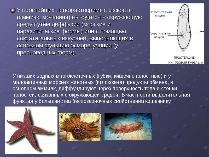 Морские простейшие. Сократительные вакуоли морских простейших. Органоиды осморегуляции. Сократительные вакуоли у пресноводных одноклеточных. Сократительная вакуоль у пресноводных простейших.