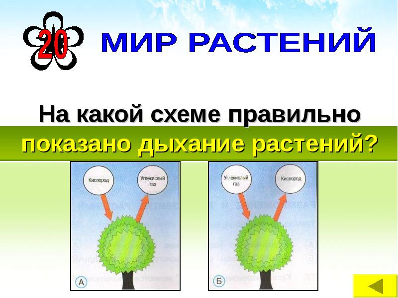 На какой схеме правильно показано дыхание растений