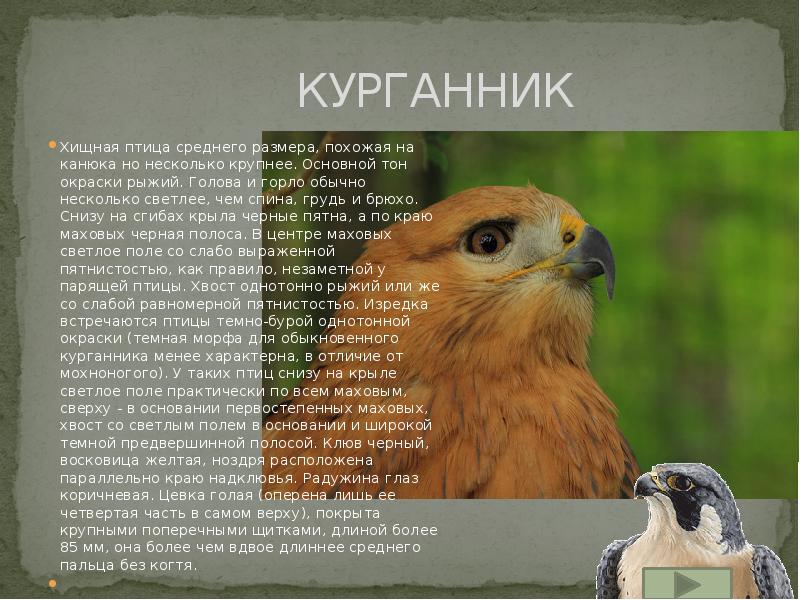 Хищные Птицы Средней Полосы России Фото