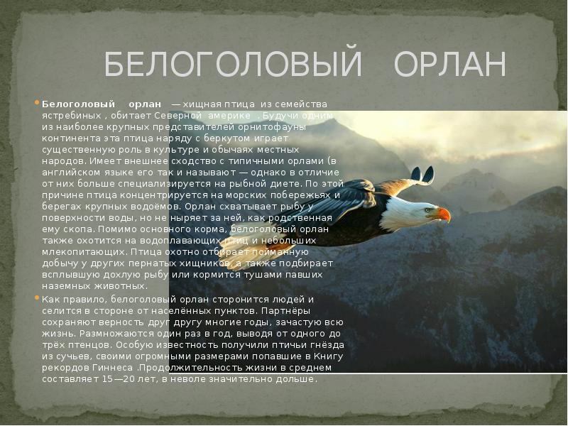 Плетнев проект орлан все книги по порядку