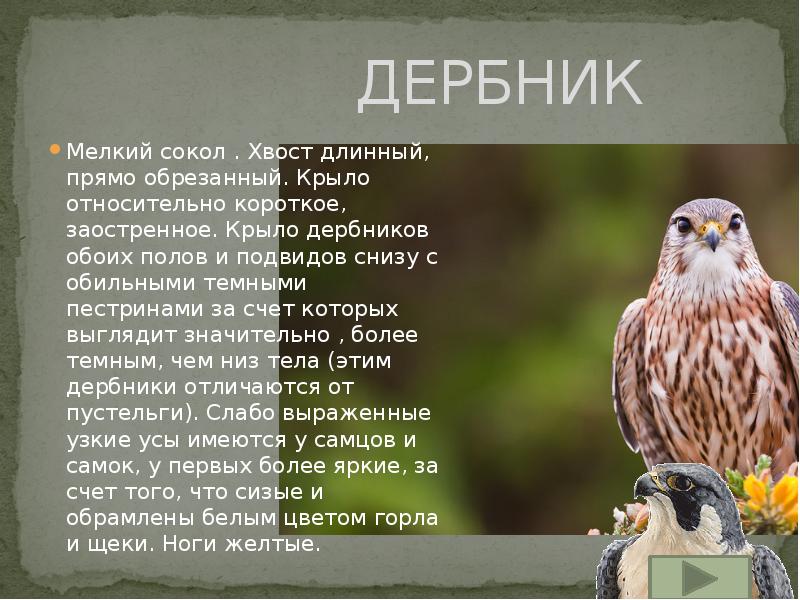 Кратко о соколе. Сокол дербник сообщение. Рассказ о Сокол дербник. Сокол дербник краткое описание. Сокол дербник доклад.