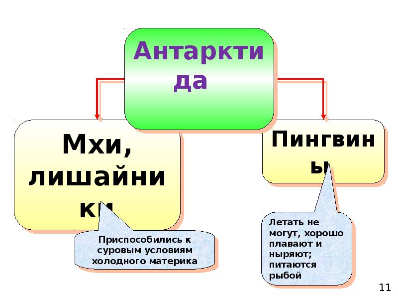 Жизнь на разных материках презентация