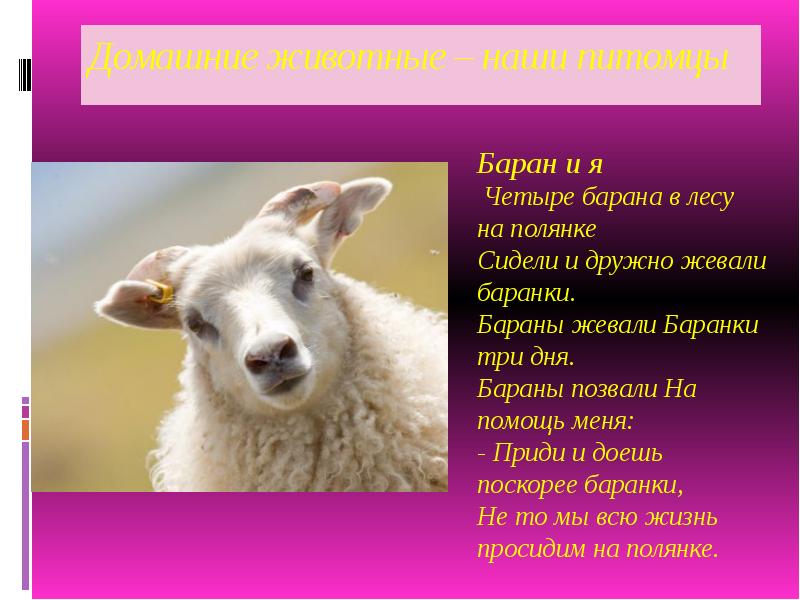 4 барана. Доклад о Баране. Баран для презентации. Домашних животных. Домашнее животное нашей местности.