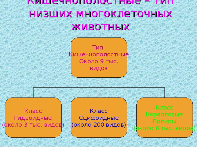 Классы многоклеточных животных