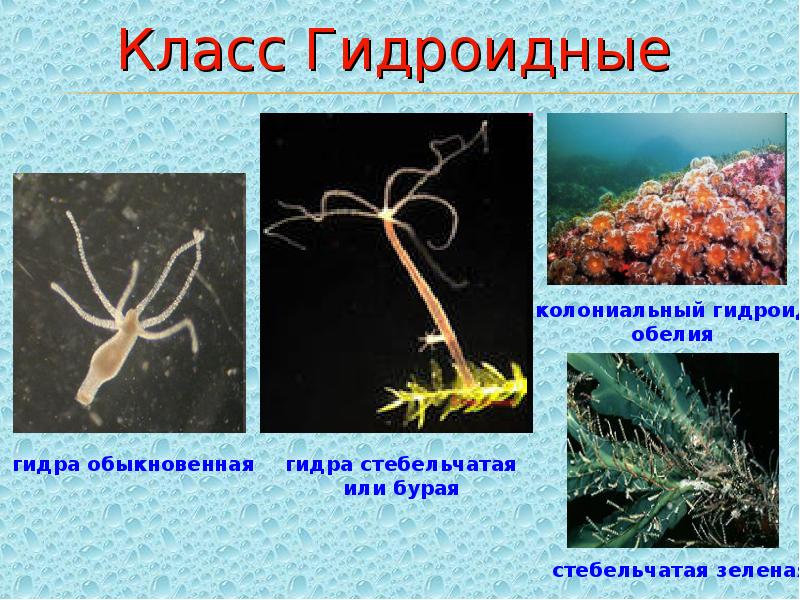 Картинки тип кишечнополостные