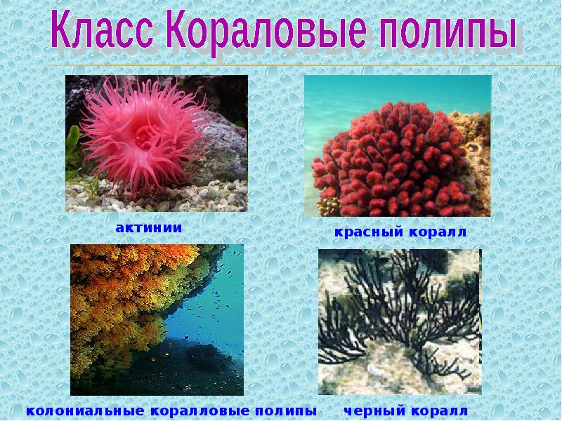 Морские кишечнополостные презентация