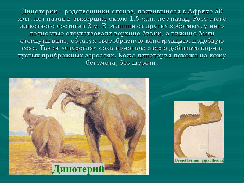 Родственники слоновых. Динотерий Эра и период. Вымершие родственники слонов. Родственники слонов. Динотерий и Динотерий.