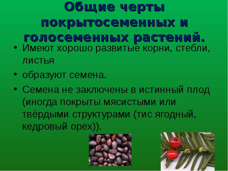 Покрытосеменные значение в природе и жизни человека