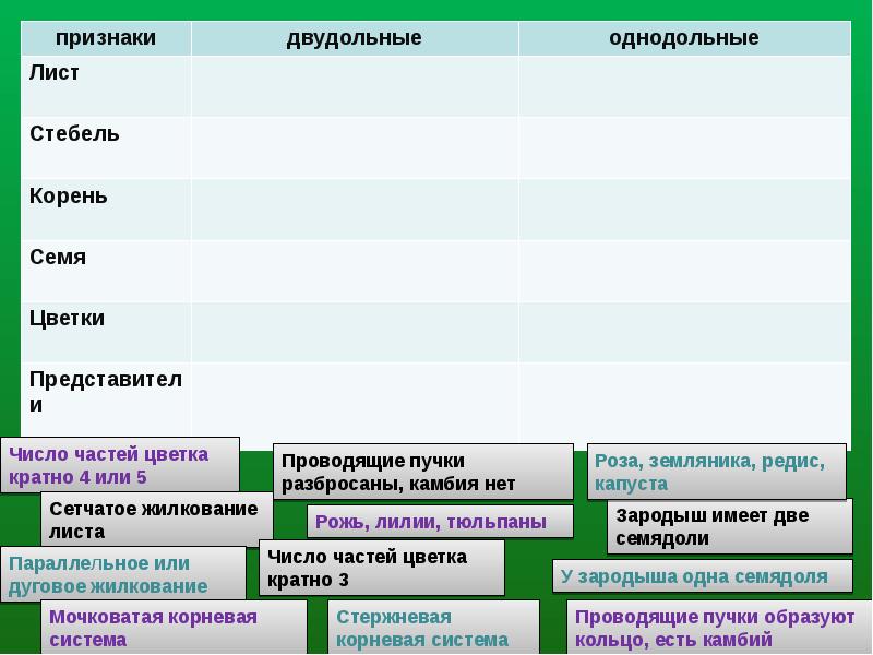 Число частей цветка кратно 4 или 5. Классификация однодольных растений. Число частей цветка. Классификация однодольных и двудольных растений. Систематика однодольных растений.