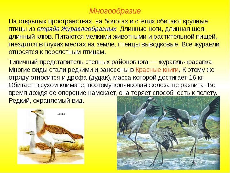Разнообразие птиц презентация. Класс птицы многообразие. Разнообразие птиц доклад. Доклад на тему разнообразие птиц.
