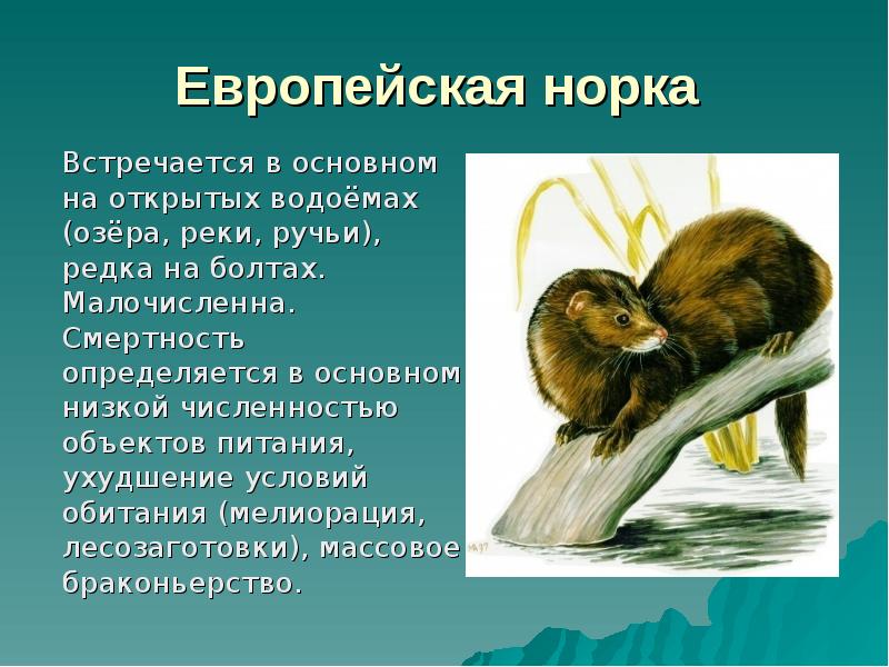 Европейская норка  	Встречается в основном на открытых водоёмах (озёра, реки,