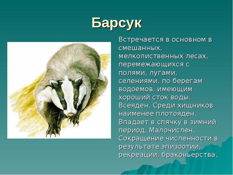 Барсук 	Встречается в основном в смешанных, мелколиственных лесах, перемежающихся с полями,