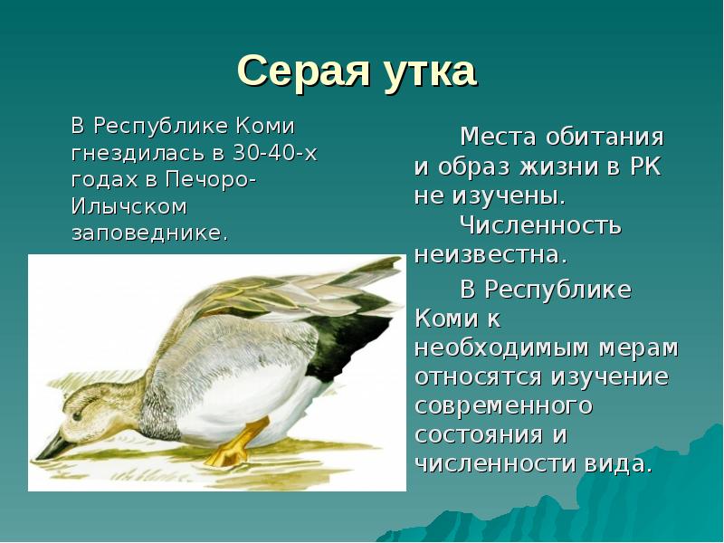 Серая утка  	В Республике Коми гнездилась в 30-40-х годах в