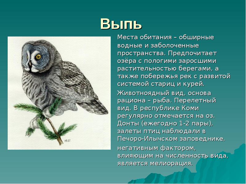 Выпь  	Места обитания – обширные водные и заболоченные пространства. Предпочитает