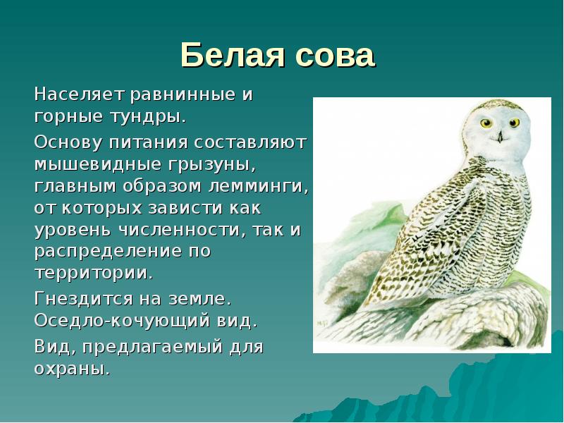 Белая сова  Населяет равнинные и горные тундры.  Основу питания