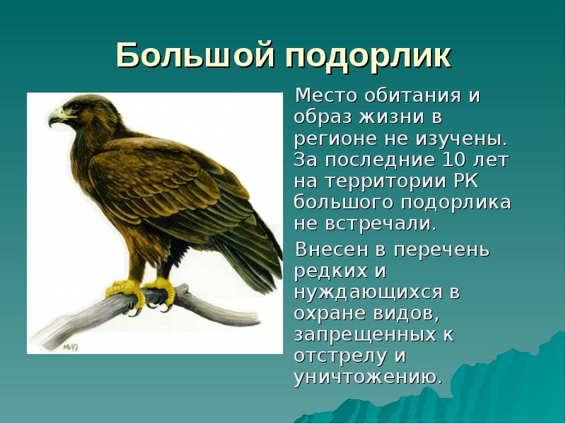 Большой подорлик Место обитания и образ жизни в регионе не изучены.