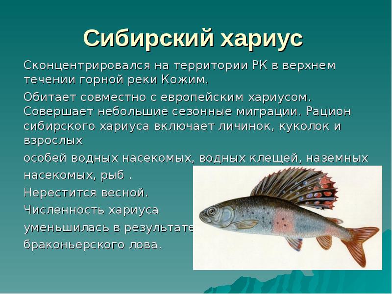 Сибирский хариус  Сконцентрировался на территории РК в верхнем течении горной