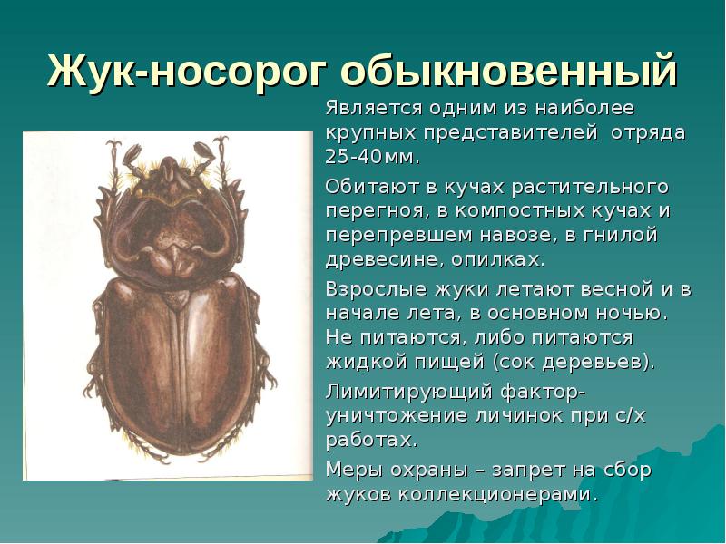 Жук-носорог обыкновенный Является одним из наиболее крупных представителей отряда 25-40мм. 