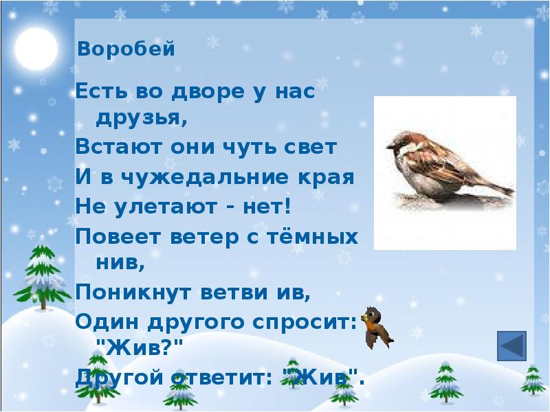 Почему воробей может съесть. Почему воробей может съесть. Почему воробей может съесть. Почему воробьев. Чё ем можно кормить птиц.