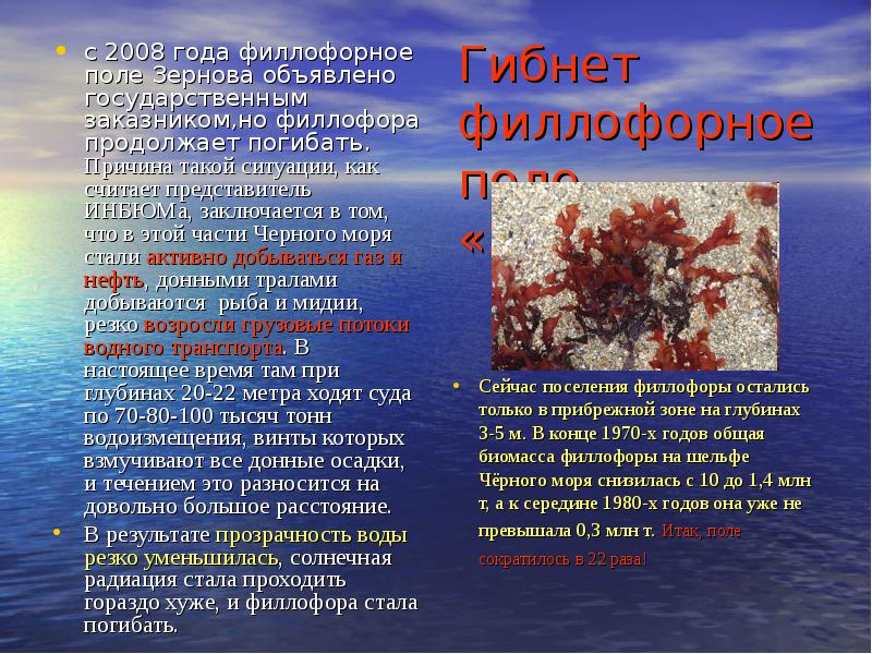 малое филлофорное поле это. сообщение на тему филлофора водоросль. карта заповедников крыма заповедник. красные водоросли филлофора. малое филлофорное поле это.