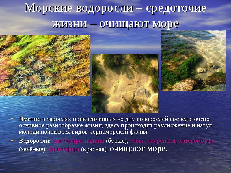 Массовое размножение водорослей в азовском море называется