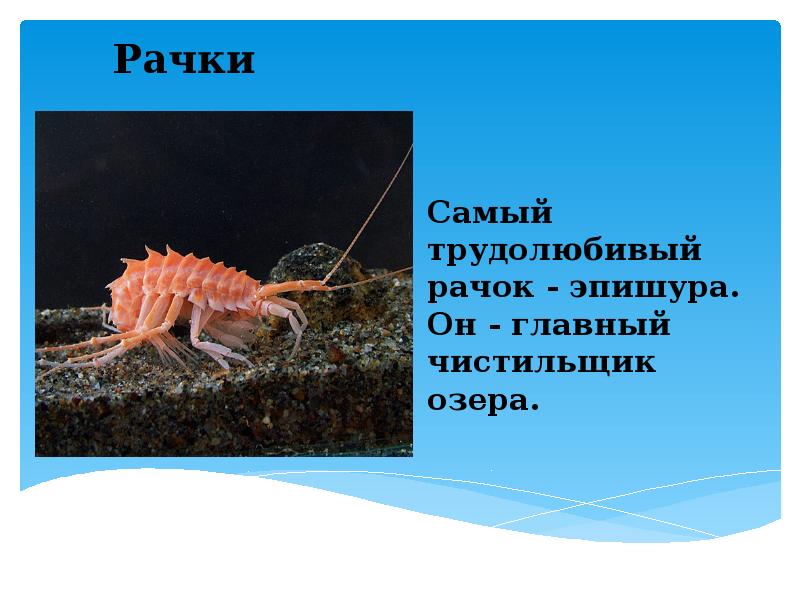 Самый трудолюбивый рачок - эпишура. Он - главный чистильщик озера. Самый трудолюбивый рачок - эпишура. Он - главный чистильщик озера.