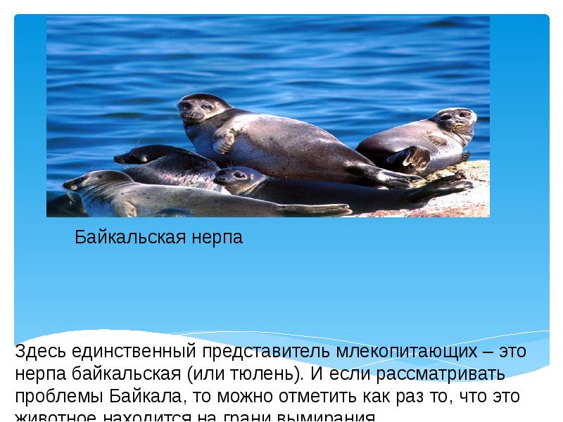 Байкальская нерпа
Здесь единственный представитель млекопитающих – это нерпа байкальская (или Байкальская нерпа
Здесь единственный представитель млекопитающих – это нерпа байкальская (или