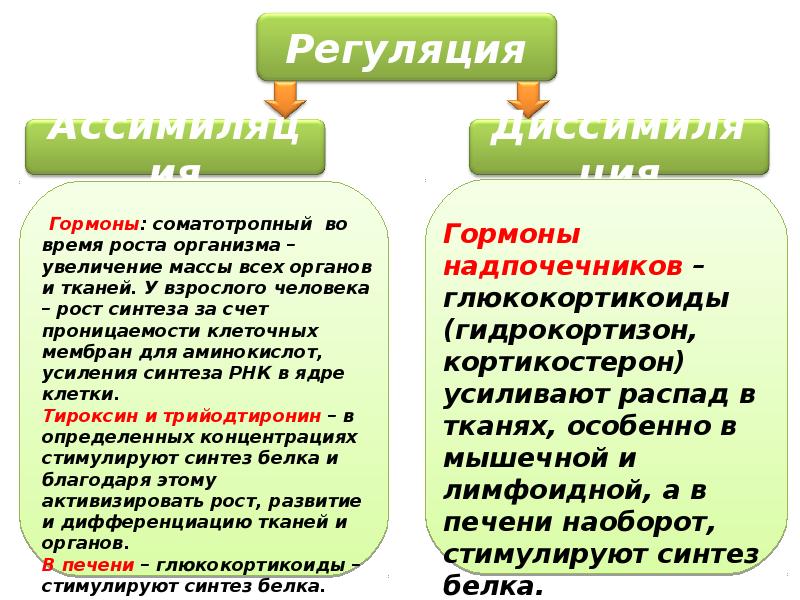 обмен веществ терморегуляция