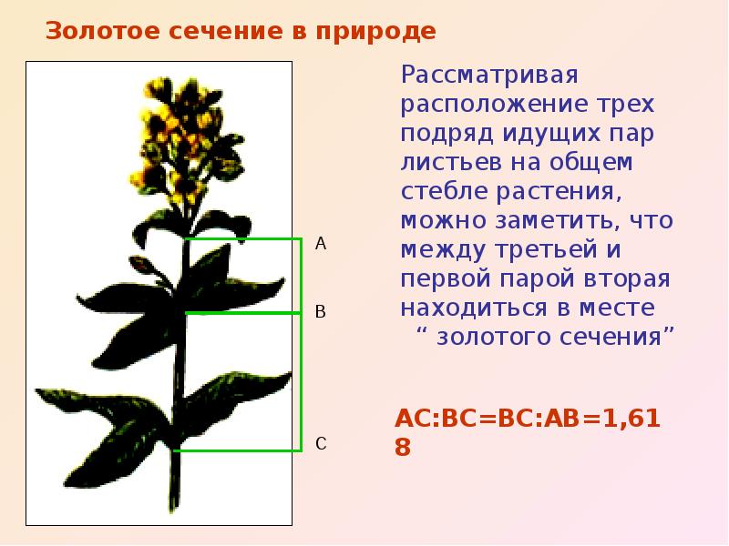 Золотое сечение в природе презентация