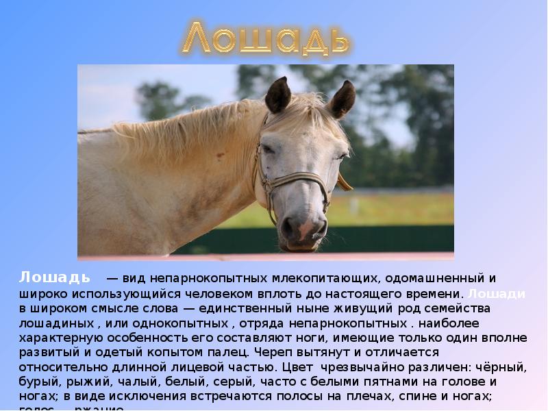 Лошадь доклад 3 класс. Презентация на тему лошади. Рассказ о лошади. Доклад про коня. Доклад про лошадь.
