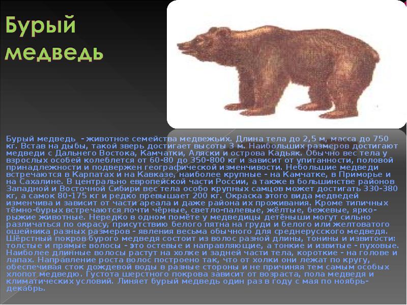 Описание медведя по плану