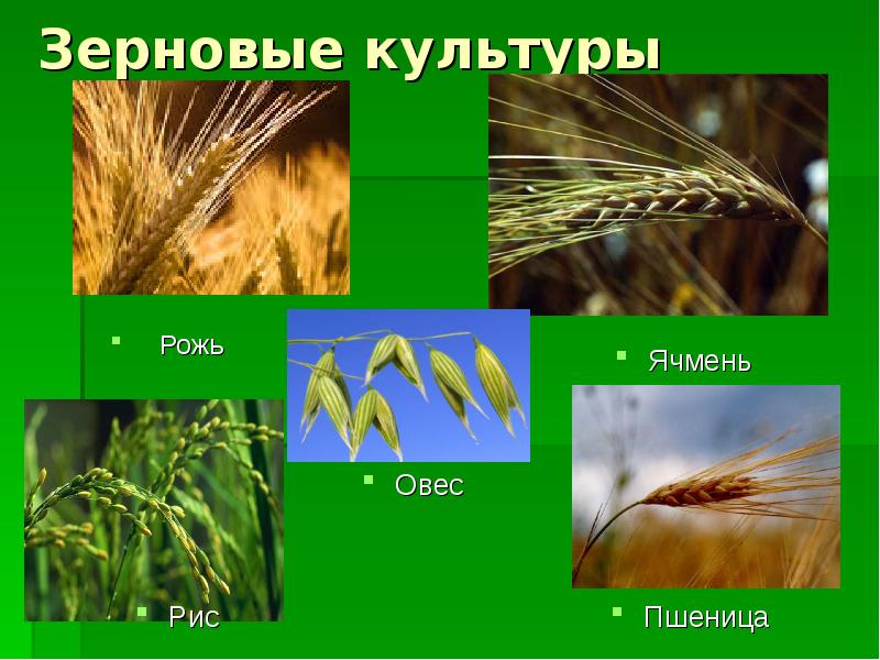 Растения поля 2 класс окружающий мир презентация