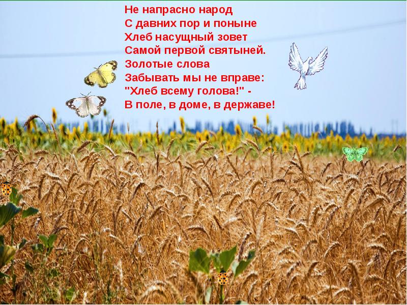 Рассказать про поле. Что растет в поле. Рассказ о поле. Поля для доклада. Поле информации.