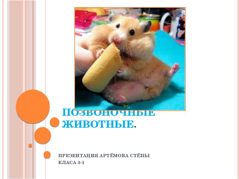 Позвоночные животные.    ПРЕЗЕНТАЦИЯ АРТЁМОВА СТЁПЫ  КЛАСА 3-1