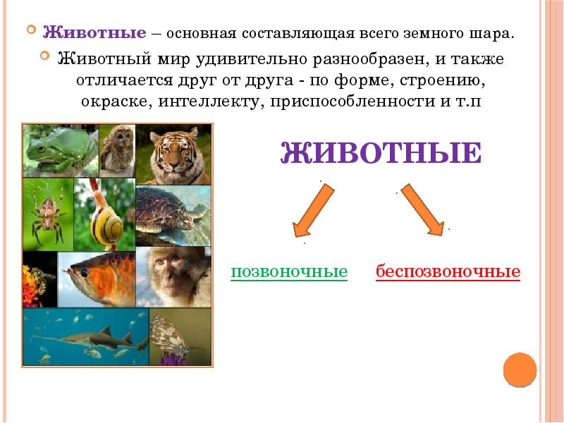 Животные – основная составляющая всего земного шара.  Животные – основная