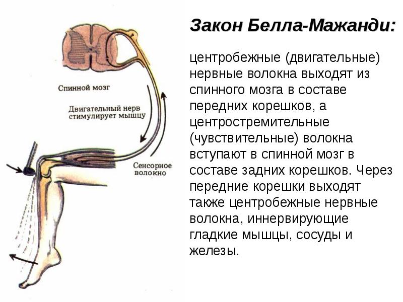 Спинной мозг волокна. Закон Белла Мажанди. Закон Бéлла — Мажáнди. По закону Белла-Мажанди:. Сформулируйте закон Белла-Мажанди..