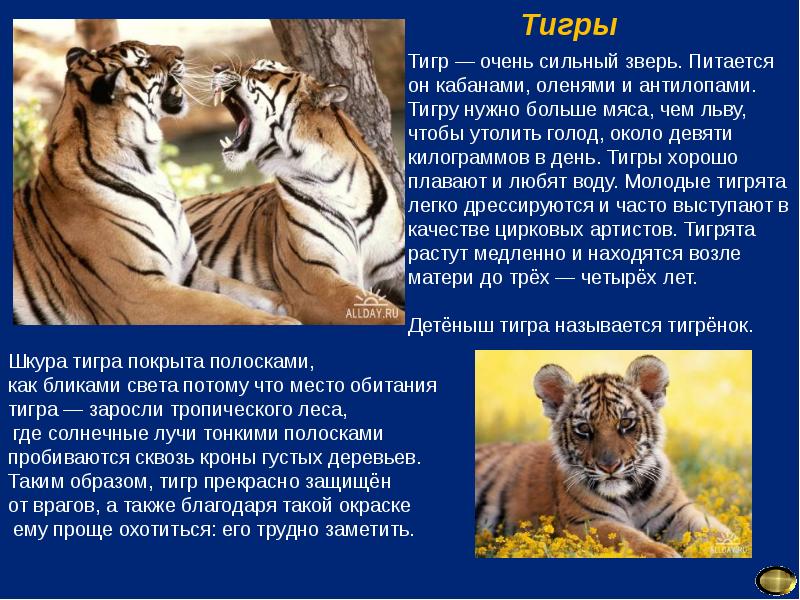 Тигр живет на материке. Описание тигра. О тиграх детям кратко. Рассказ о тиграх. Кратко о тигр для дошкольников.