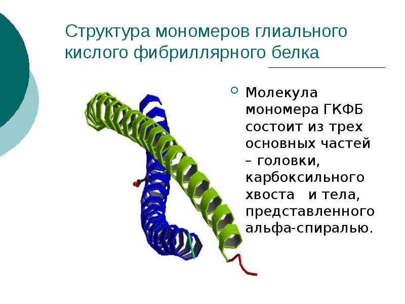 Мономером белка представлена