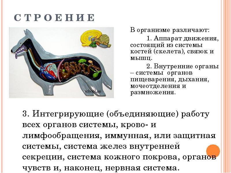 Органы опоры движения животных. Аппарат движения животных. Функции аппарата движения животных. Какие системы органов различают у животных. Аппарат движения собаки.