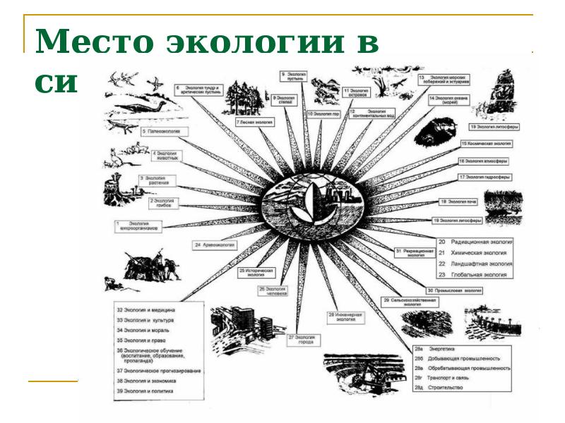 Структура современной экологии схема