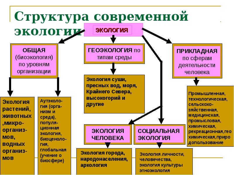 Презентация что изучает экология 11 класс