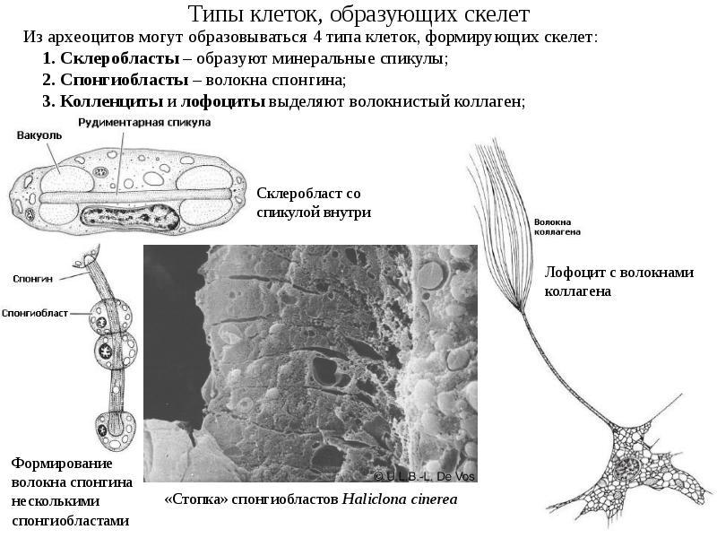 Ткань образующая скелет. Типы клеток. Клетки образуют. Образует скелет. Клетка. Элементы клеточного скелета гипотезы происхождения.