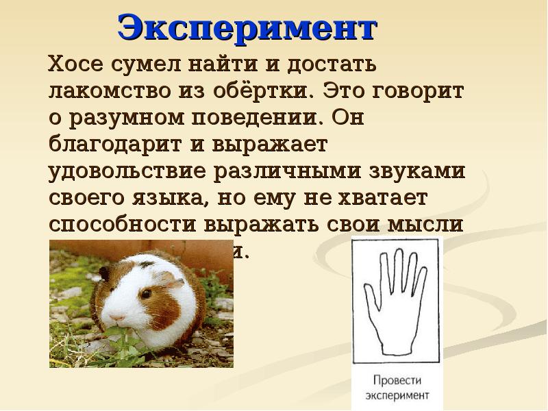 Проявление разумности животных. У животных есть мышление. Можно ли назвать животных разумными обоснуй своё мнение. Животные считают. Можно ли назвать животных разумными.