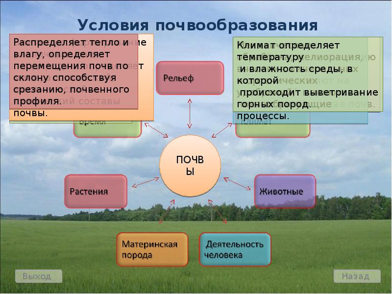 Общая схема почвообразовательного процесса факторы почвообразования