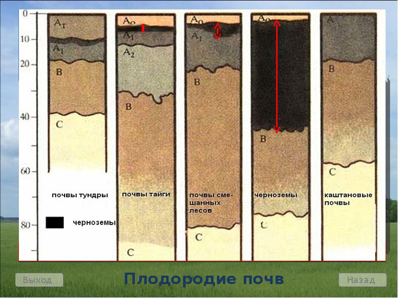 Тундра каштановые. Почвы тундры в России. Тундровая почва. Основные типы почв.