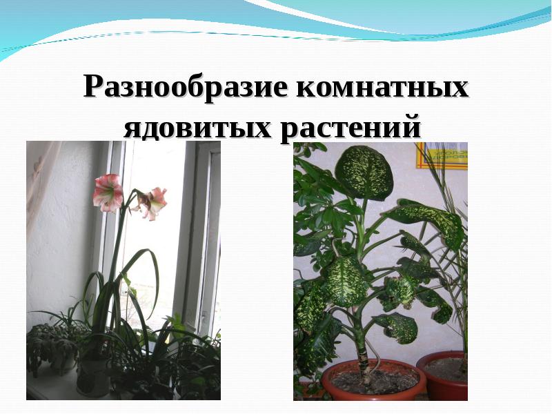 Домашние цветы опасные для людей. Опасные комнатные растения. Разнообразие комнатных растений. Ядовитые комнатные. Ядовитые комнатные растения цветы.