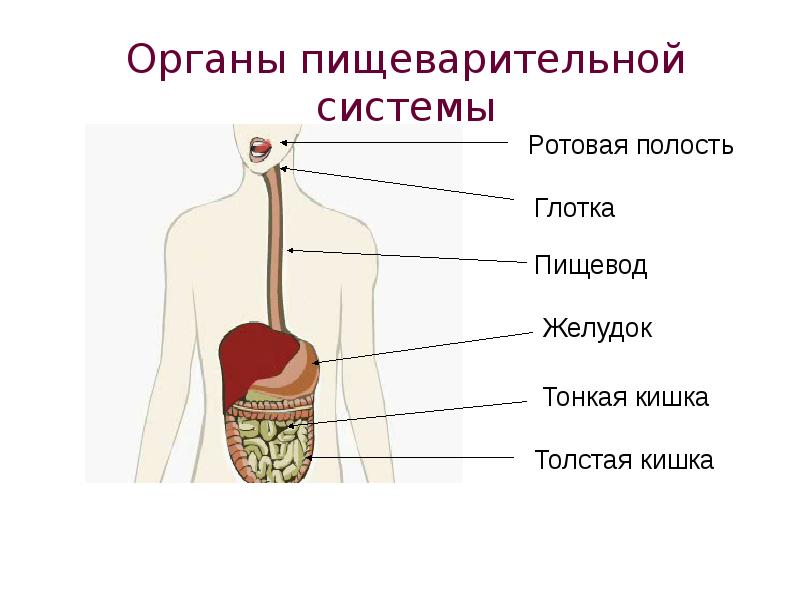 Презентация органы пищеварения 2 класс