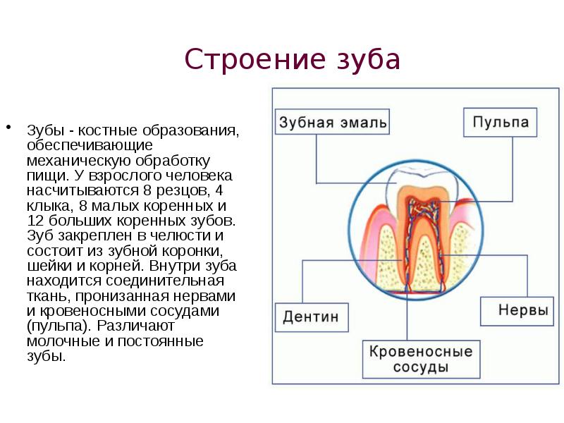 Строение зуба презентация