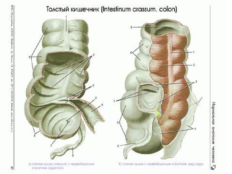 Части толстой. Стенки толстой кишки анатомия. Мышечная стенка толстой кишки.